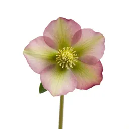 Hellebore nodding