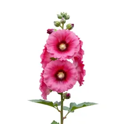Hollyhock