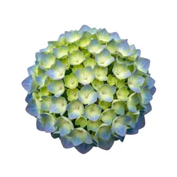 Hydrangea head