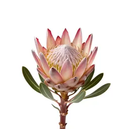 King protea