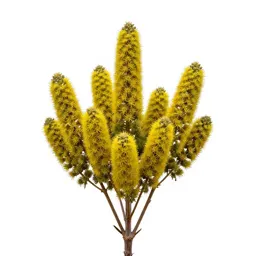Kowhai flower cluster