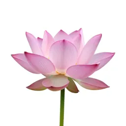 Lotus flower