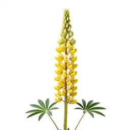 Lupin spike