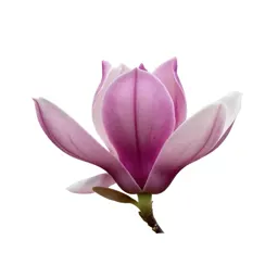 Magnolia flower