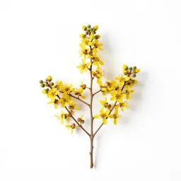 Manuka blossom branch