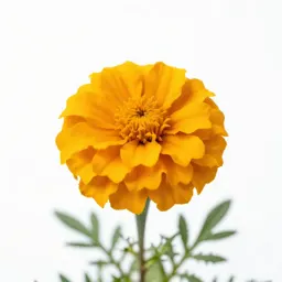 Marigold