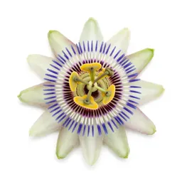 Passionflower