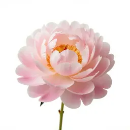 Peony opening