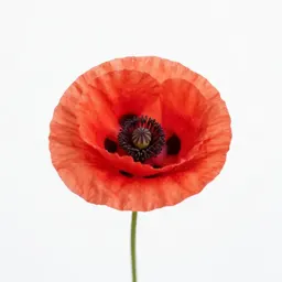 Poppy