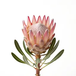 Protea bloom