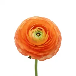 Ranunculus