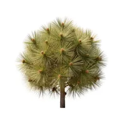 Rata bloom