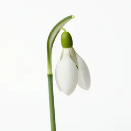Snowdrop