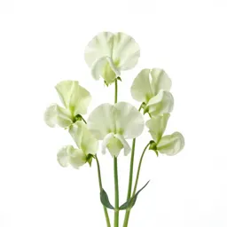 Sweet pea cluster