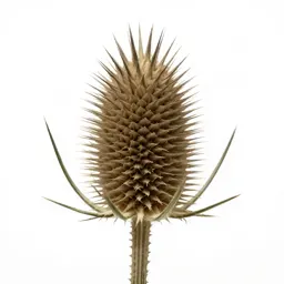 Thistle head