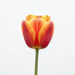 Tulip