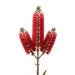 Waratah