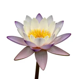 Water lily