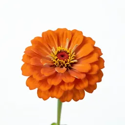 Zinnia