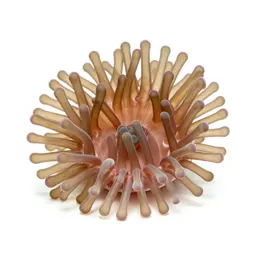 Anemone