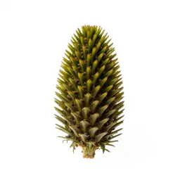 Echinacea cone