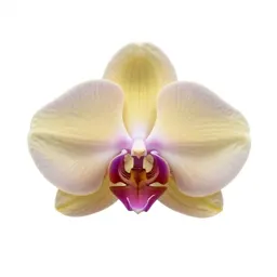 Orchid spray