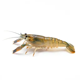 Brine shrimp
