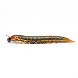 Centipede