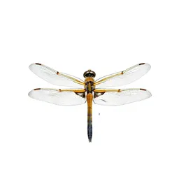 Dragonfly with veined wings