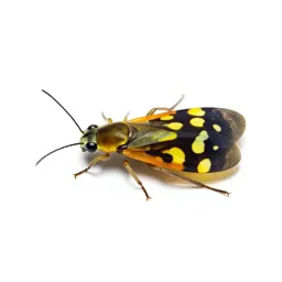 Firefly glowing