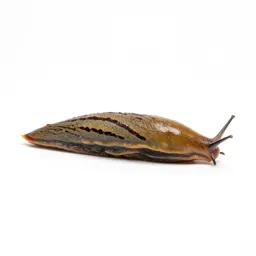 Garden slug