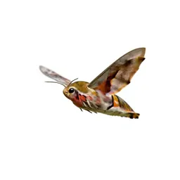 Hawk moth in flight
