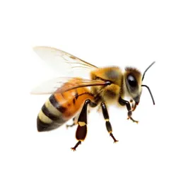 Honeybee on a comb