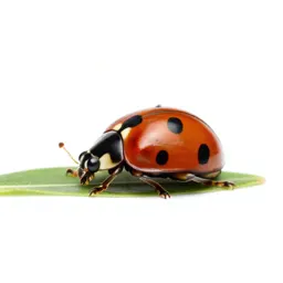 Ladybird on a leaf