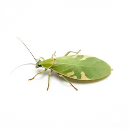 Leaf insect