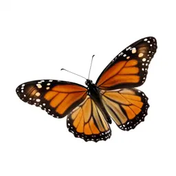 Monarch butterfly with open wings