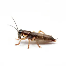 Springtail