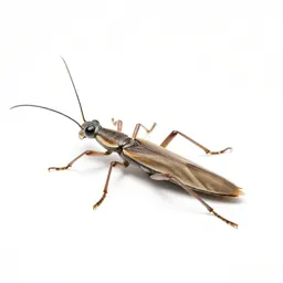 Stick insect