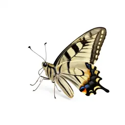 Swallowtail butterfly