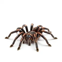 Tarantula
