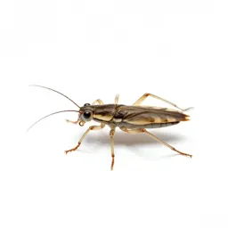 Water strider