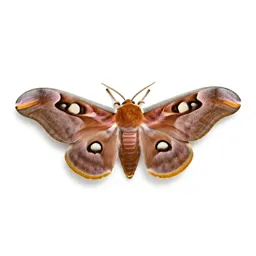 Atlas moth