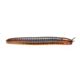 Earthworm in soil