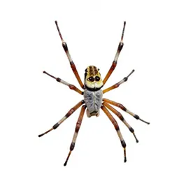 Orb weaver on its web