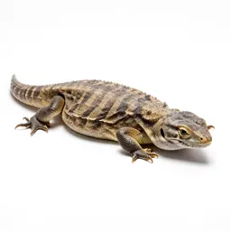 Reptile hide