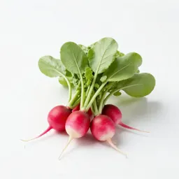 Bunch of radishes with tops