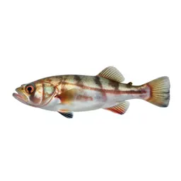 Barreleye fish