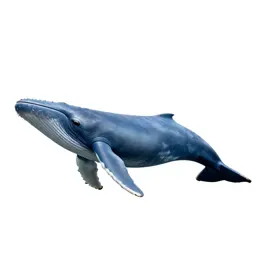 Blue whale