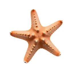 Brittle star