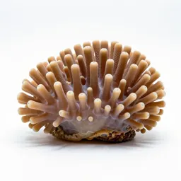 Coral polyp colony